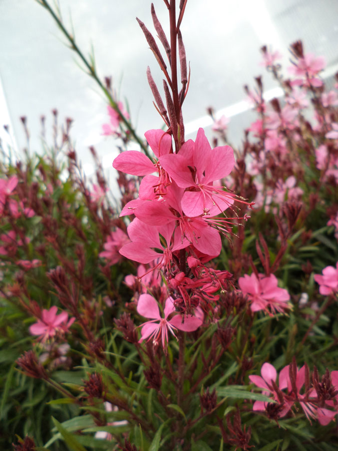 Gaura Lindheimeri Dark Pink
