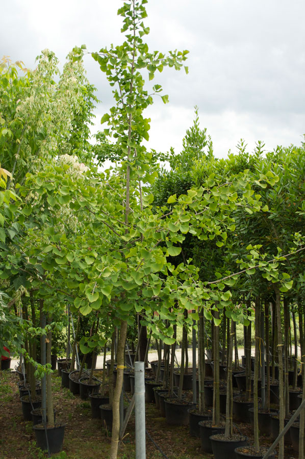 Ginkgo Biloba