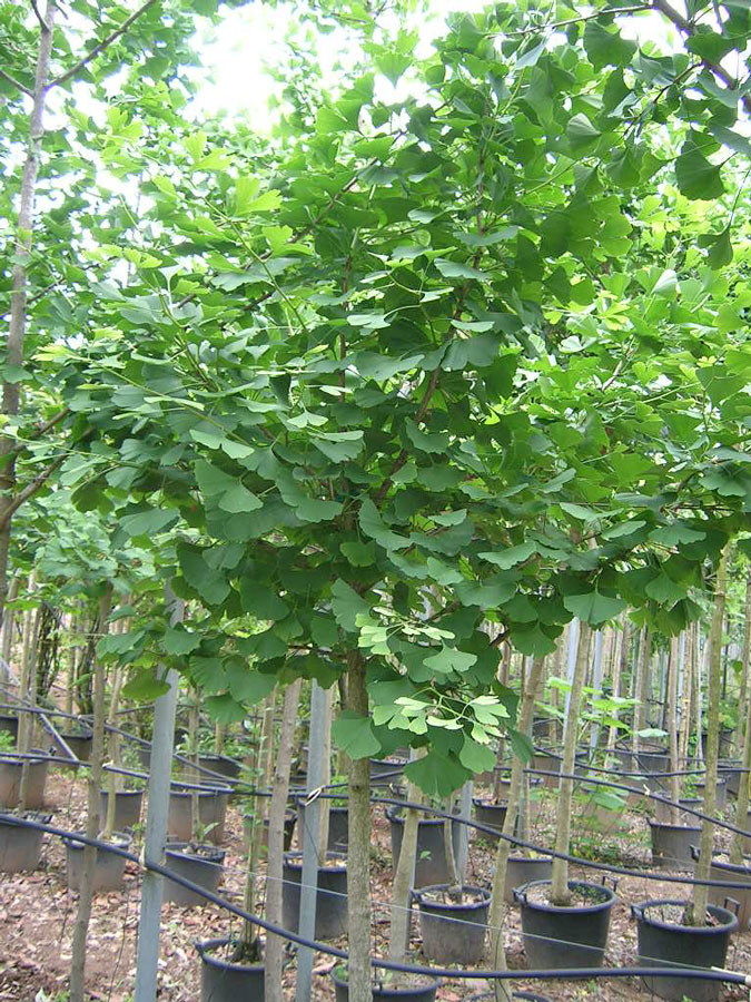 Ginkgo Biloba