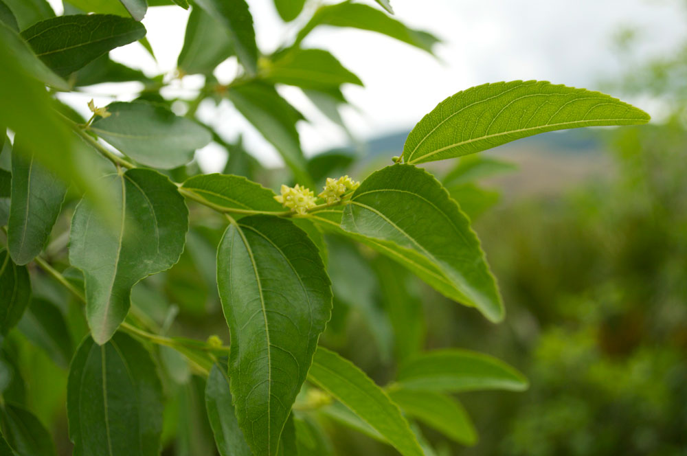 Giuggiolo Ziziphus Sativa