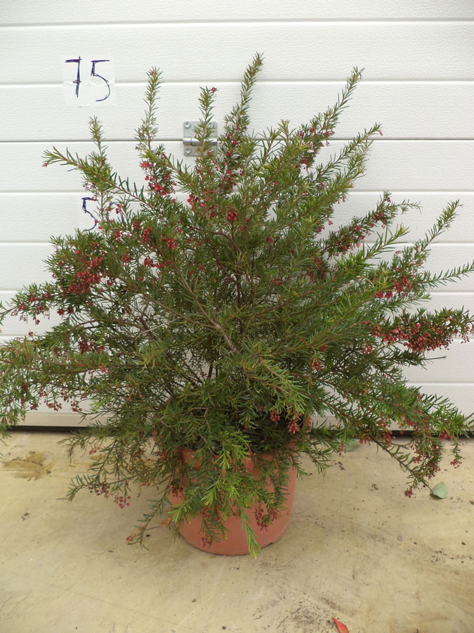 Grevillea Juniperina