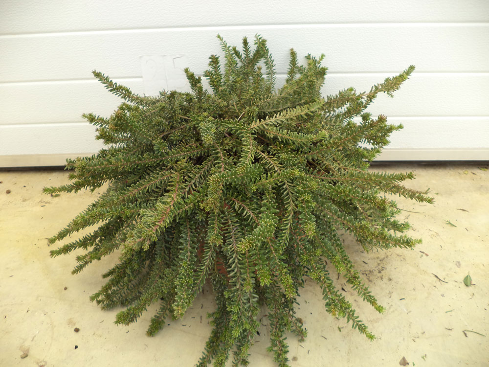 Grevillea Tamboritha