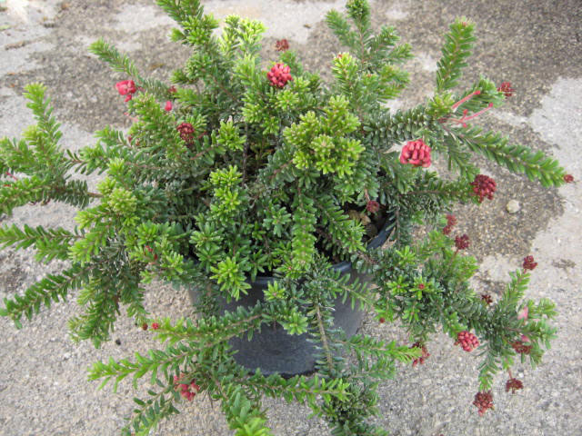 Grevillea Tamboritha