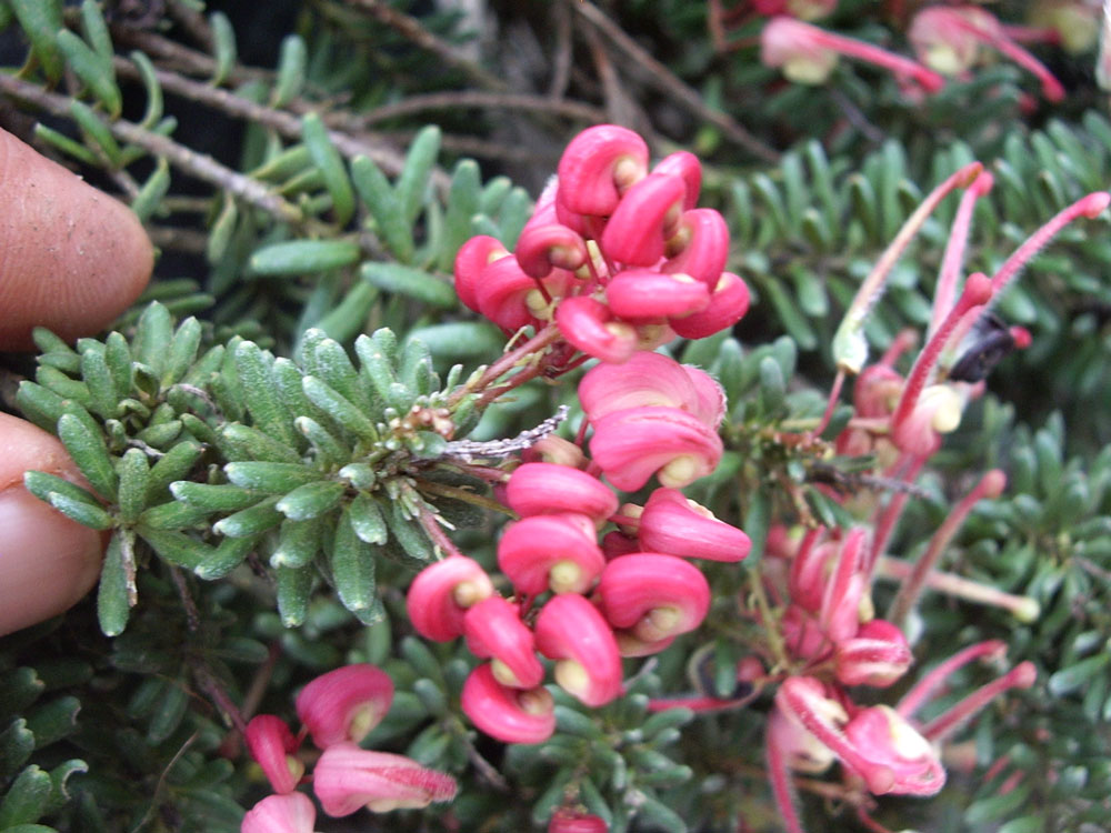 Grevillea Tamboritha