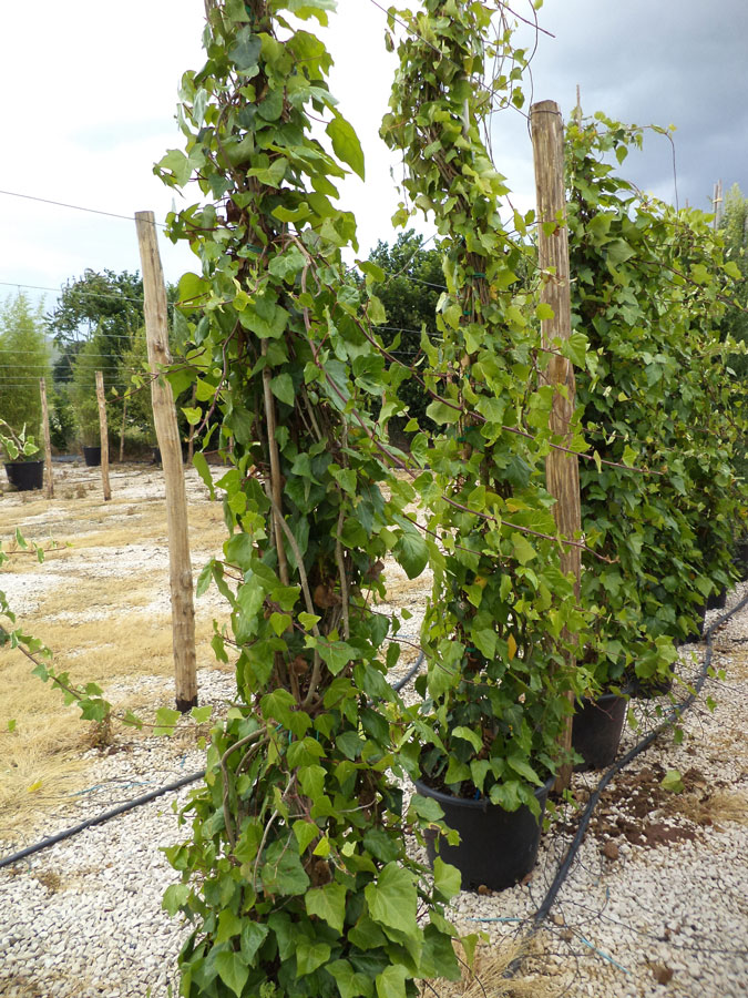 Hedera Rampicanti Mix