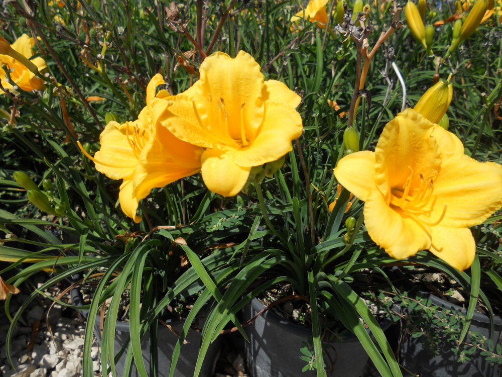 Hemerocallis Stella de Oro