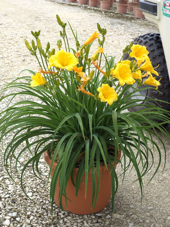 Hemerocallis Stella de Oro