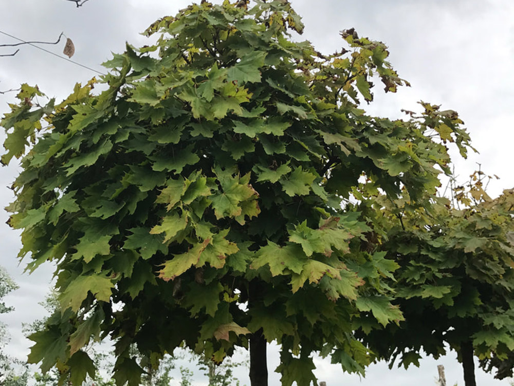 Acer Platanoides Globosum