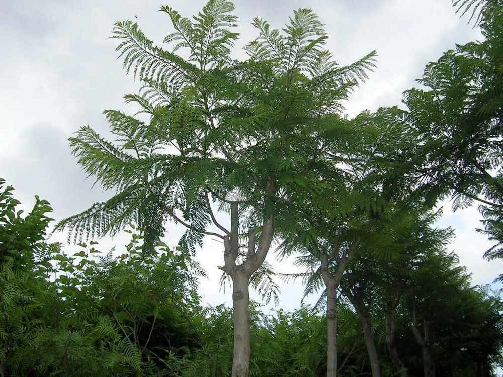 Jacaranda Mimosifolia