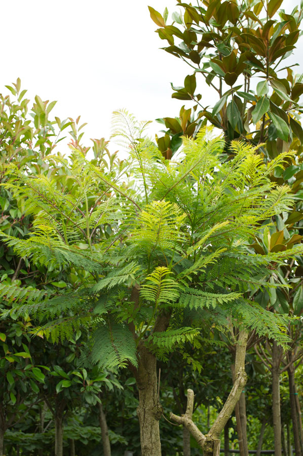 Jacaranda Mimosifolia