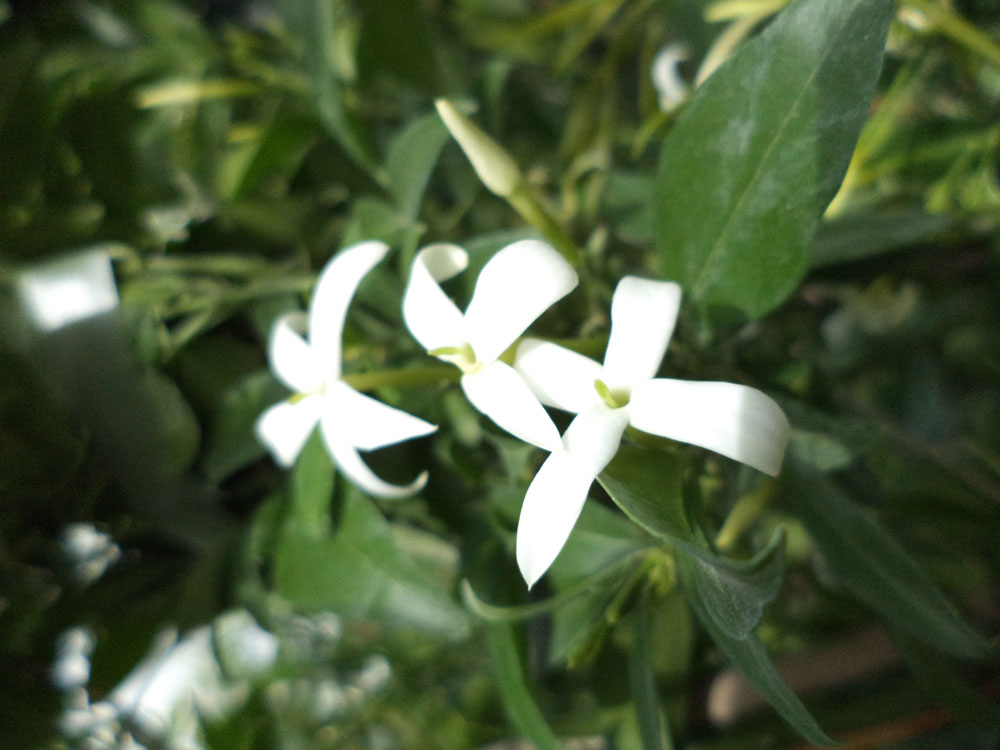 Jasminum Azoricum