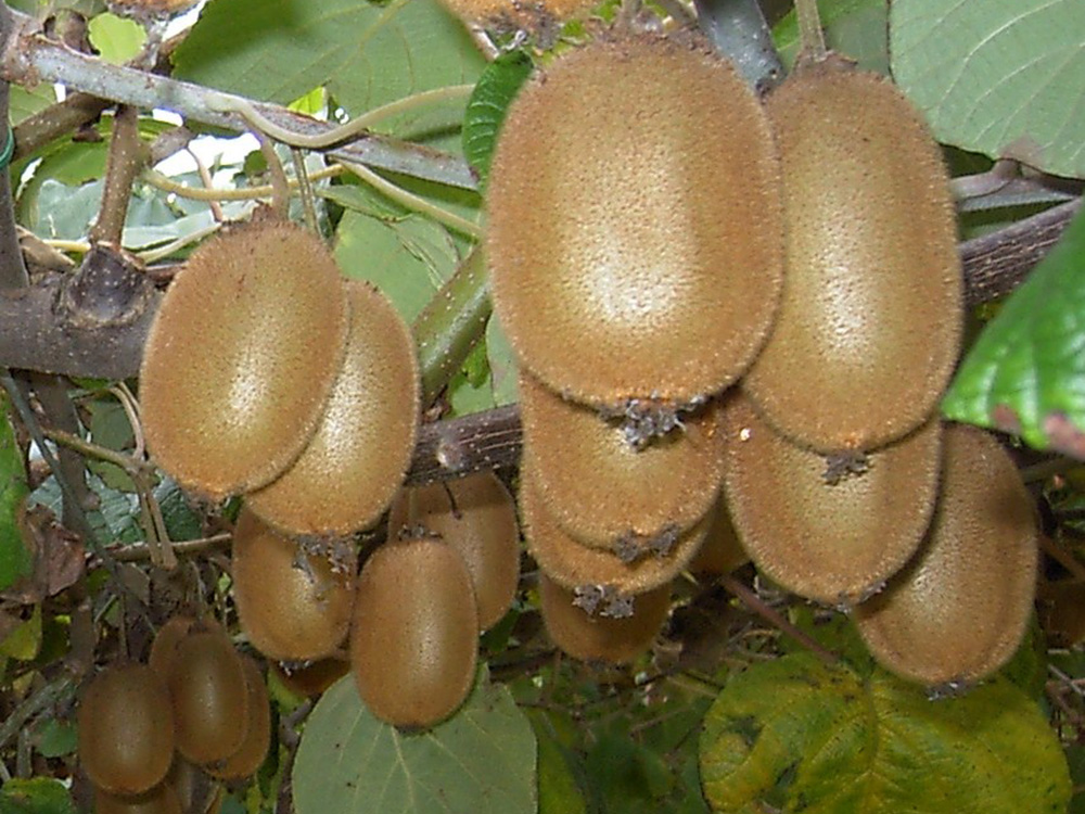 Actinidia Hayward