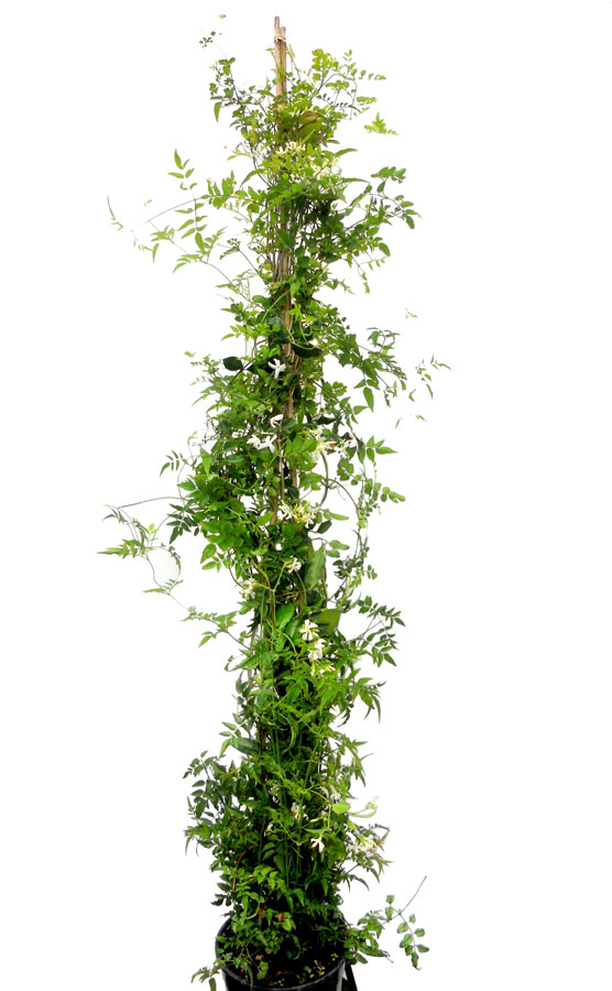 Jasminum Azoricum