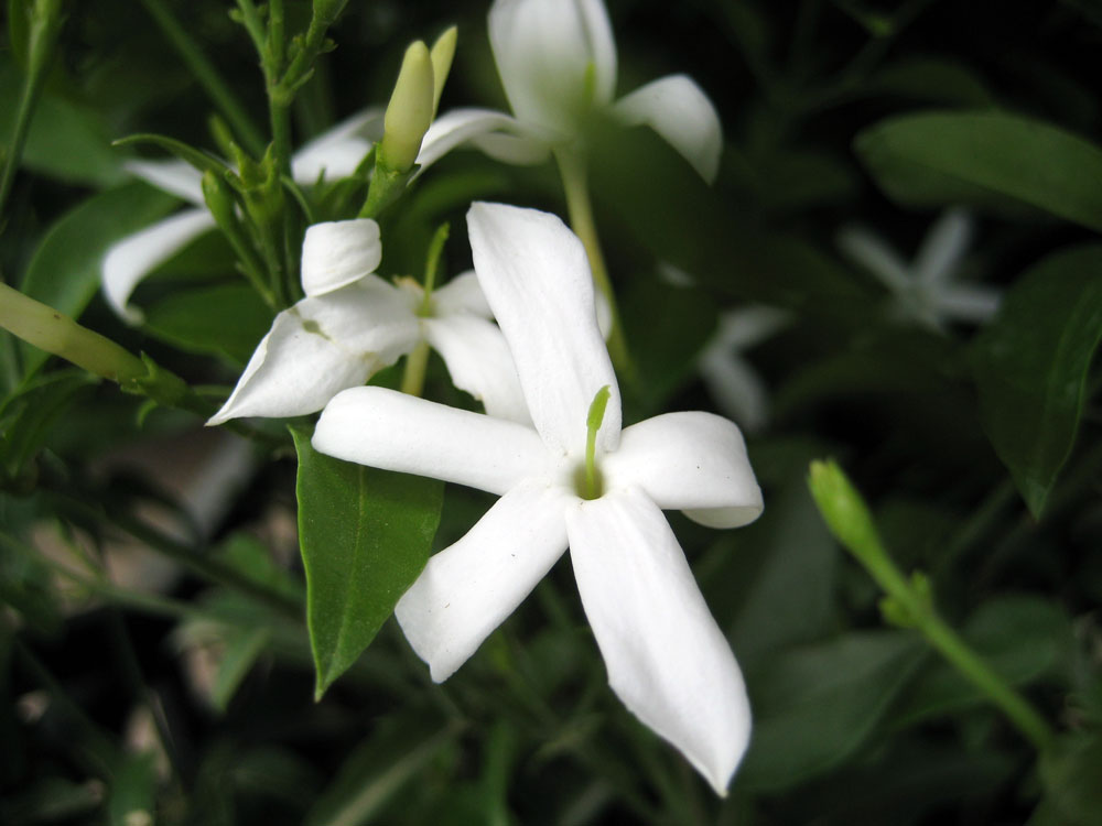 Jasminum Azoricum