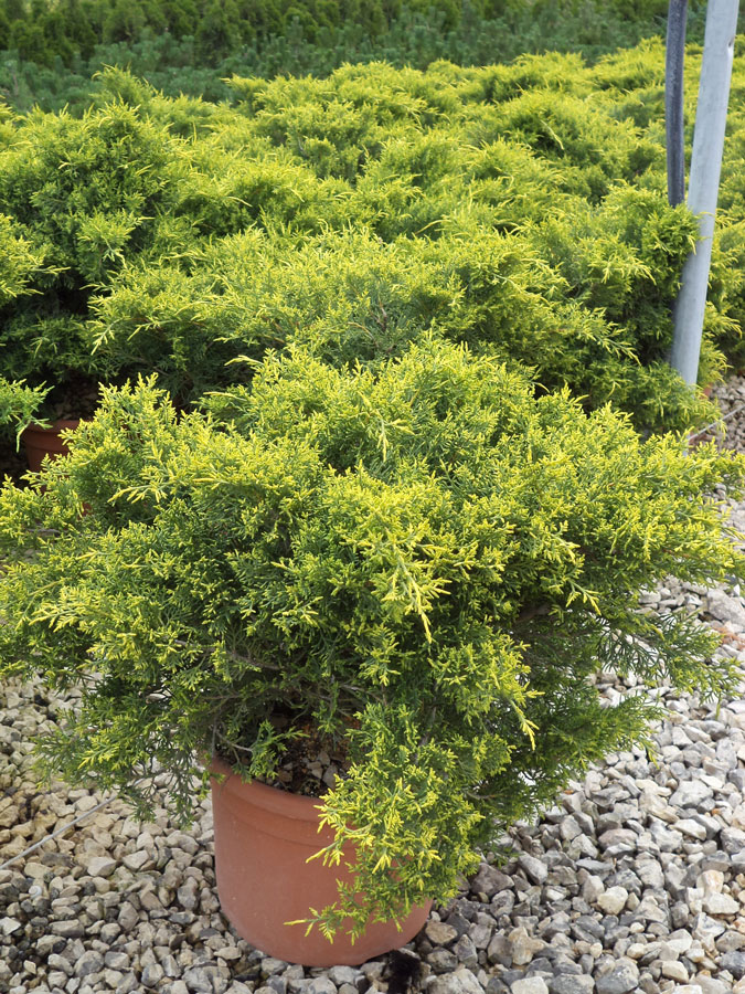 Juniperis Chinensis Pfitzeriana Old Gold