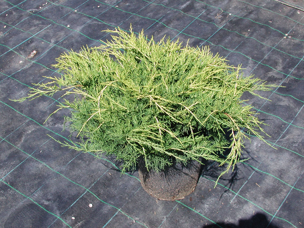 Juniperis Chinensis Pfitzeriana Old Gold