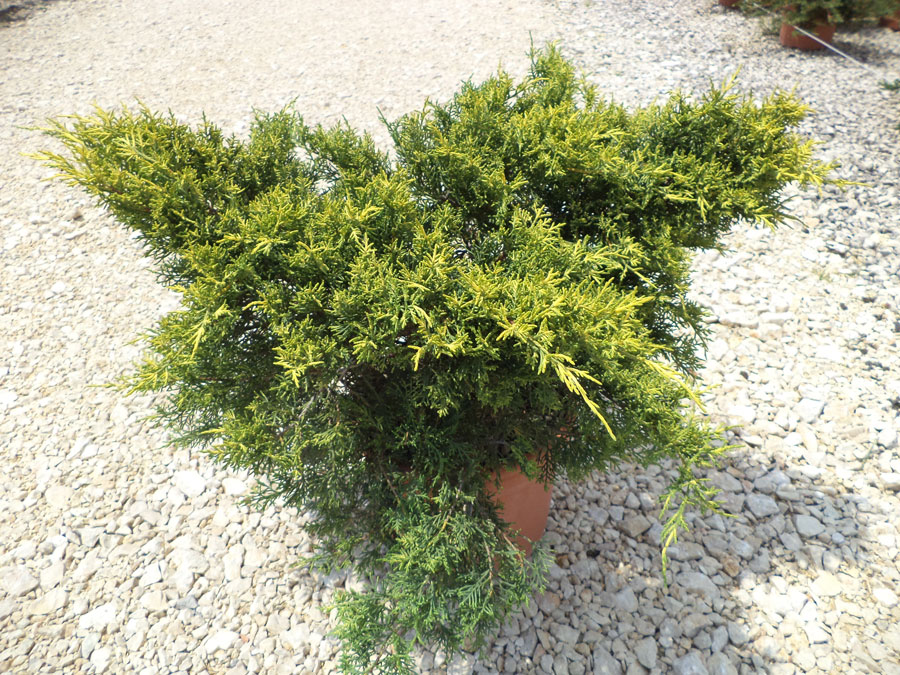 Juniperis Chinensis Pfitzeriana Old Gold