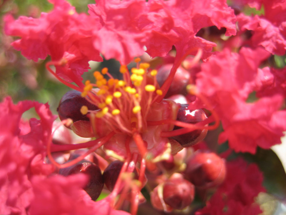 LagerStroemia Indica