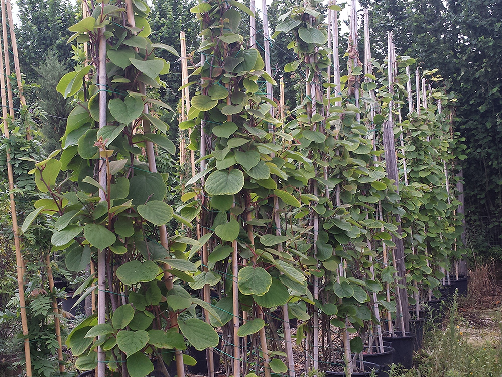 Actinidia Hayward