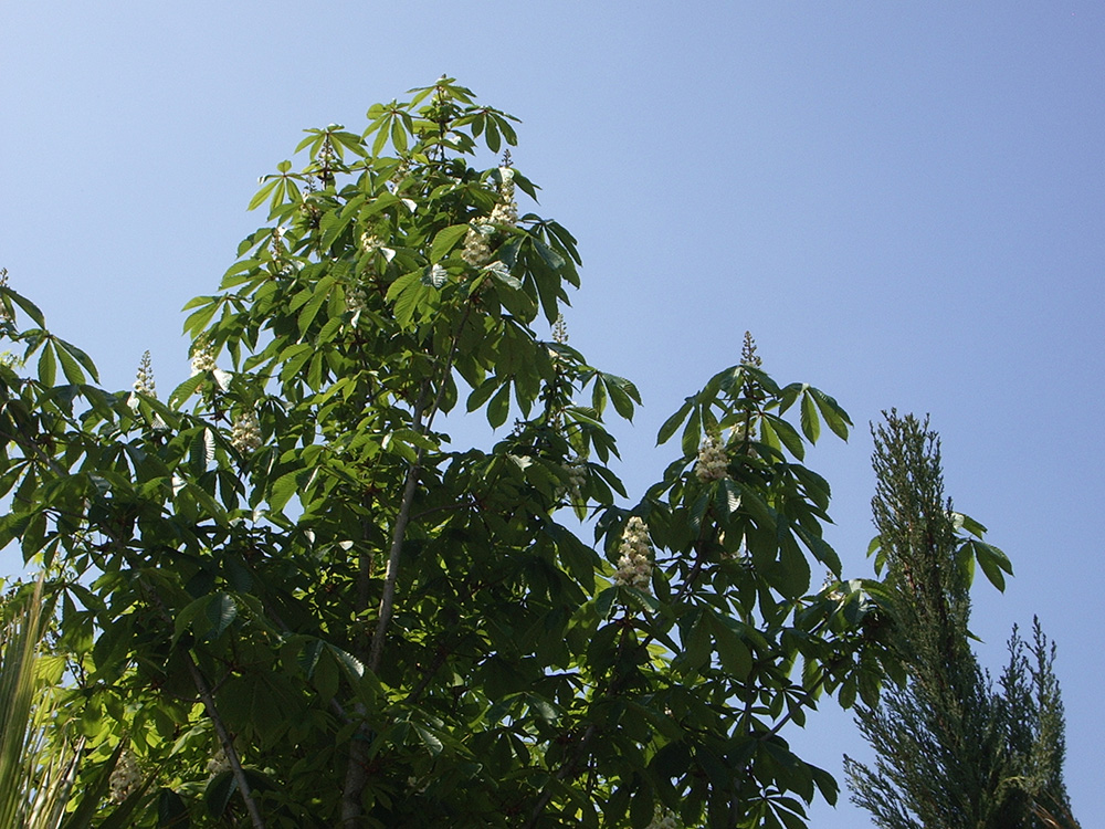 Aesculus Hyppocastanum