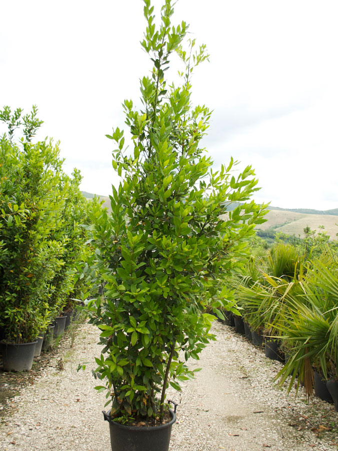 Alloro (Laurus Nobilis) in vaso