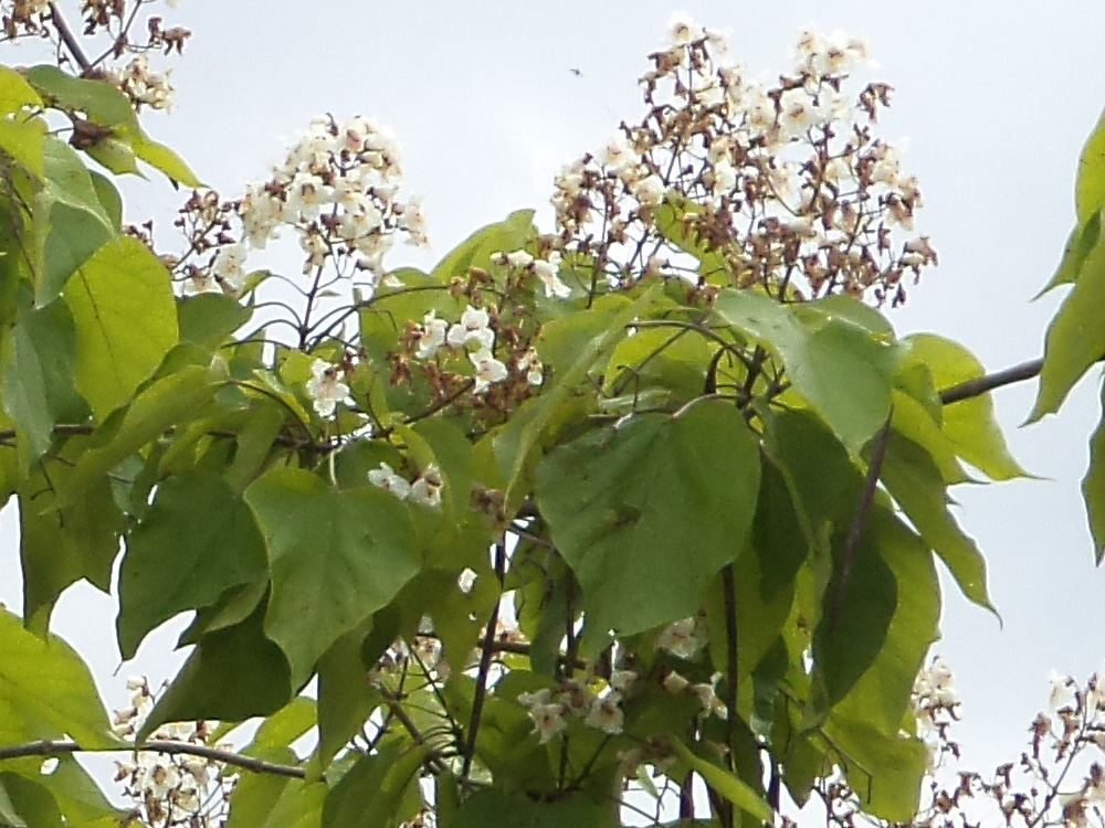 Aesculus Hyppocastanum