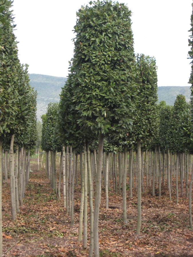 Alloro (Laurus Nobilis) a terra