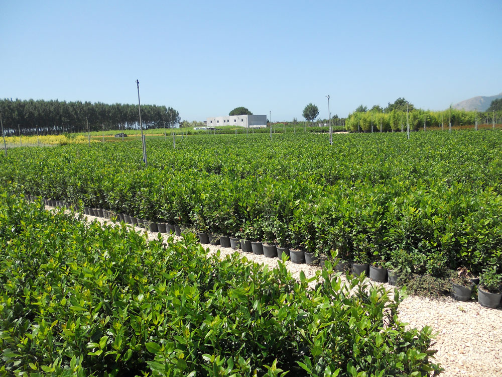 Alloro (Laurus Nobilis) impianti