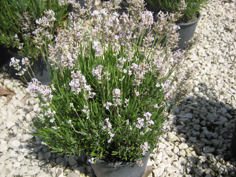 Lavandula Angustifolia