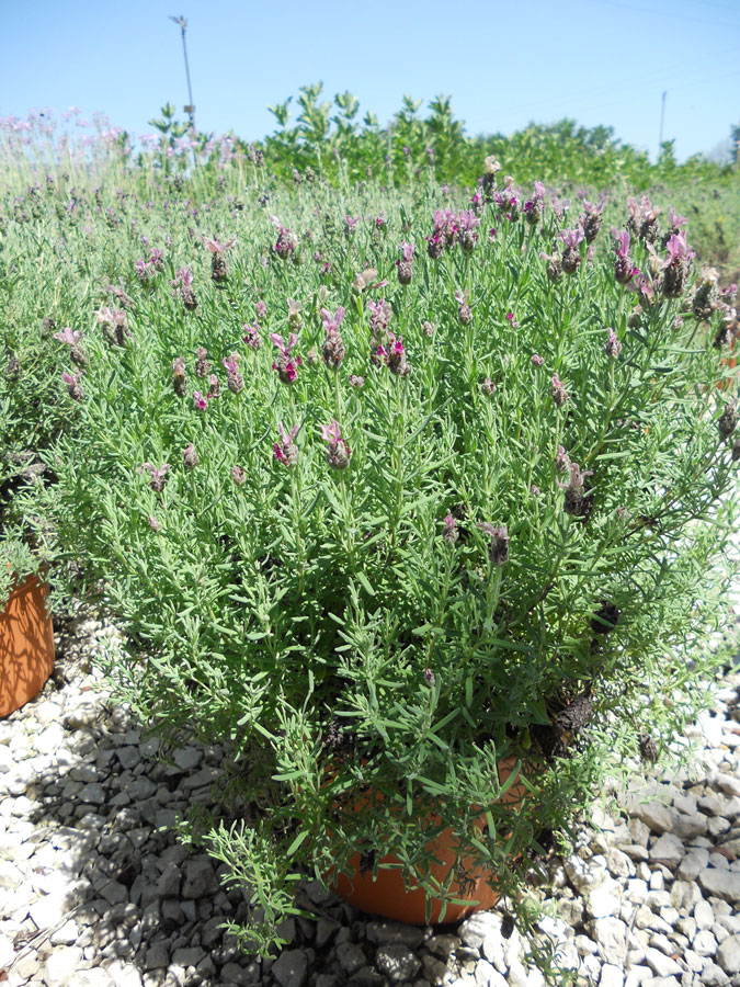 Lavandula Angustifolia