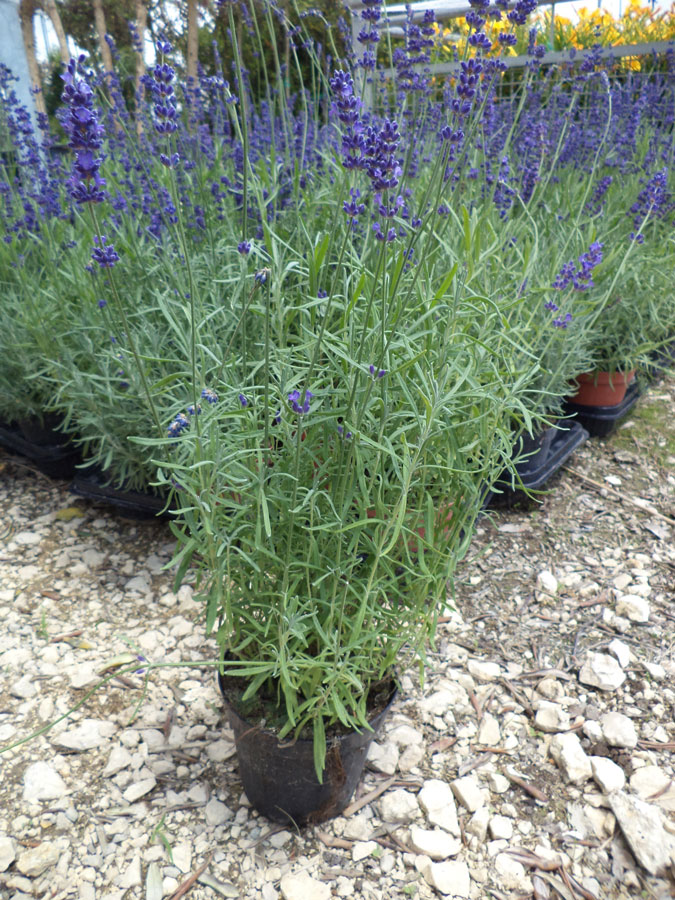 Lavandula Angustifolia