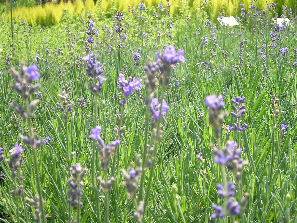 Lavandula Angustifolia