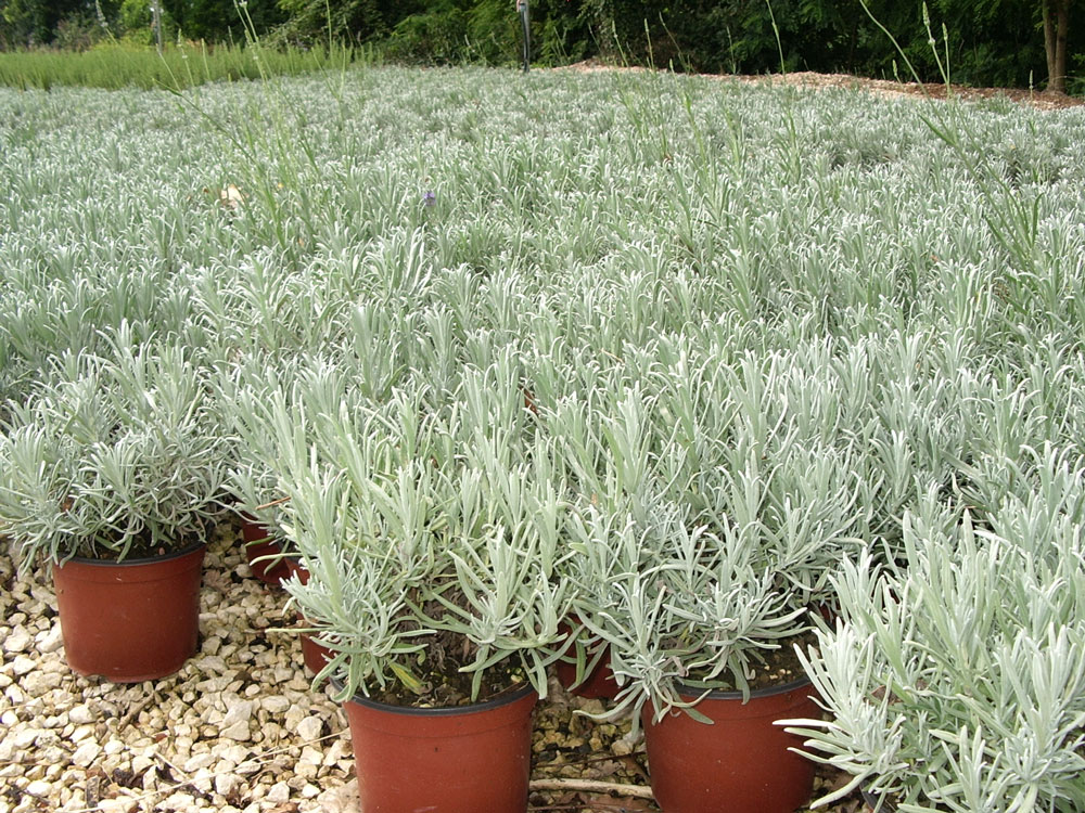 Lavandula Angustifolia