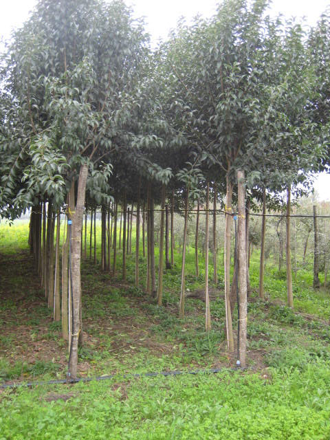 Ligustrum Japonicum