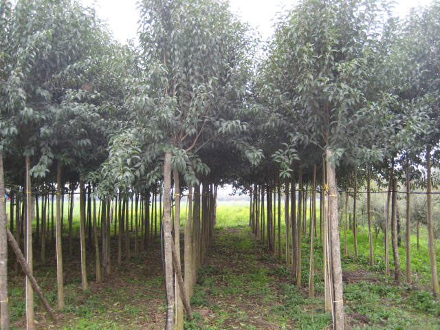 Ligustrum Japonicum