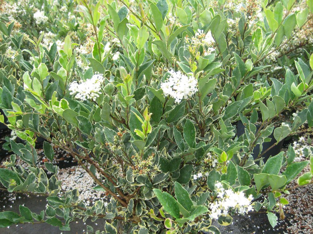 Ligustrum Japonicum Texanum Variegatum