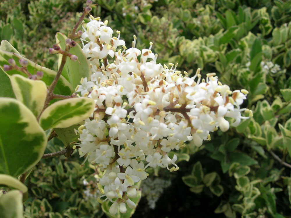 Ligustrum Japonicum Texanum Variegatum