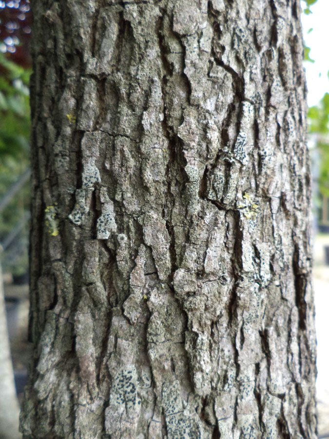 Liquidambar Styraciflua