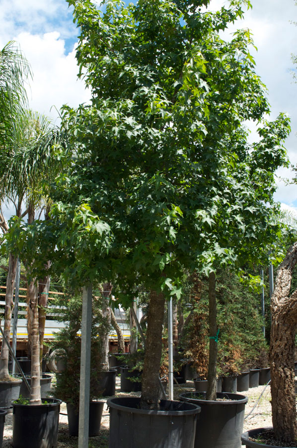 Liquidambar Styraciflua