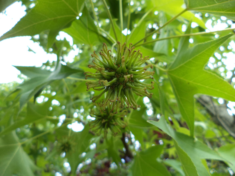 Liquidambar Styraciflua