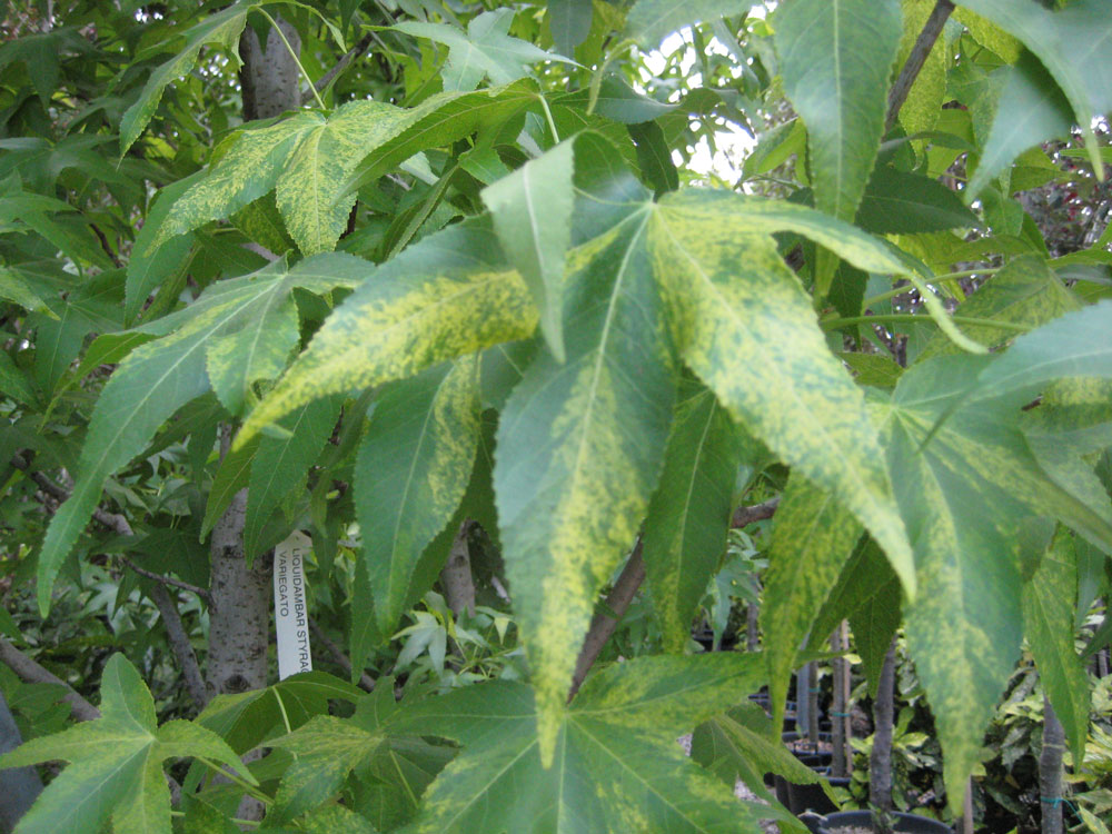 Liquidambar Styraciflua Variegata