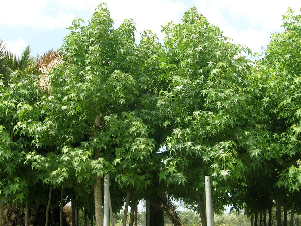 Liquidambar Styraciflua Variegata