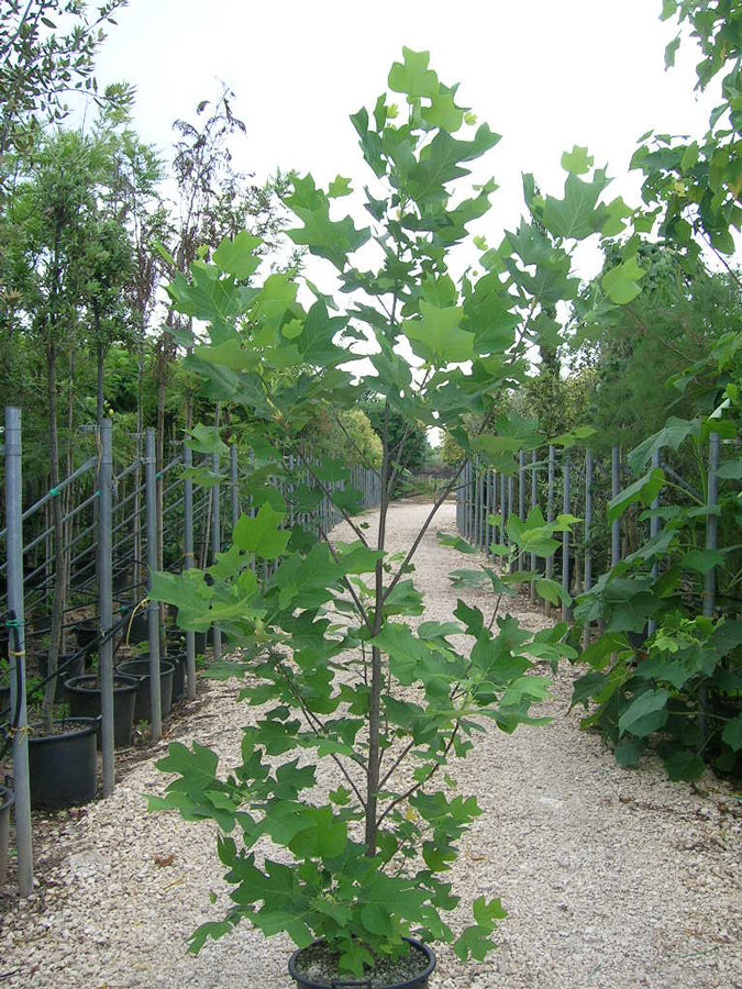 Liriodendron Tulipifera