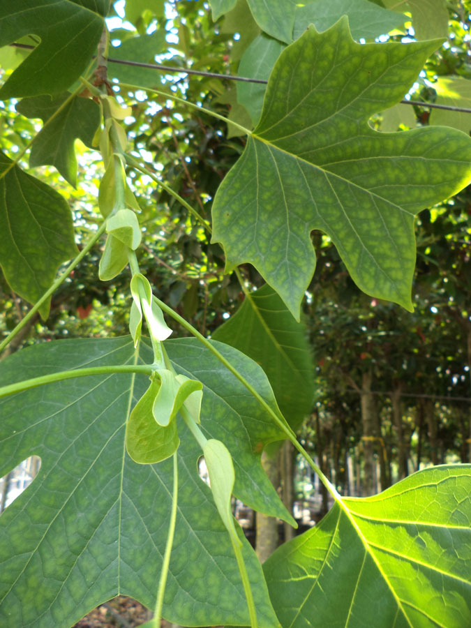 Liriodendron Tulipifera