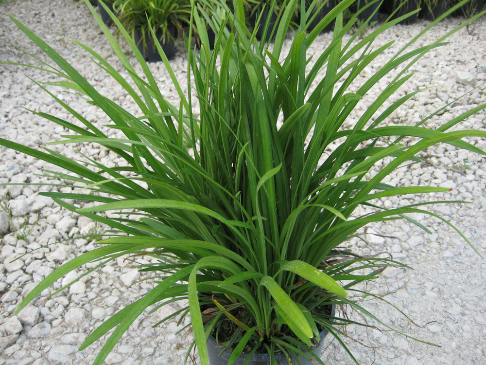 Liriope Muscari