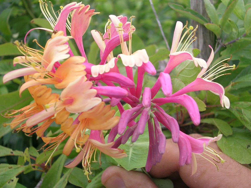 Lonicera Caprifolium