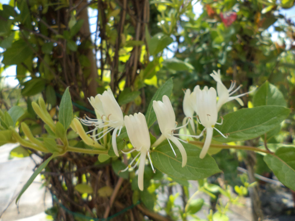 Lonicera Caprifolium