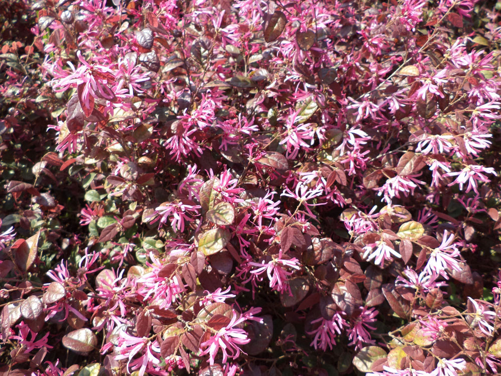 Loropetalum Chinense Rubra