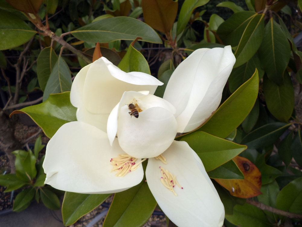 Magnolia Grandiflora Gallisoniensis