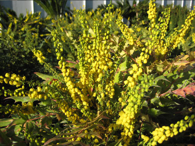 Mahonia Media Sharity